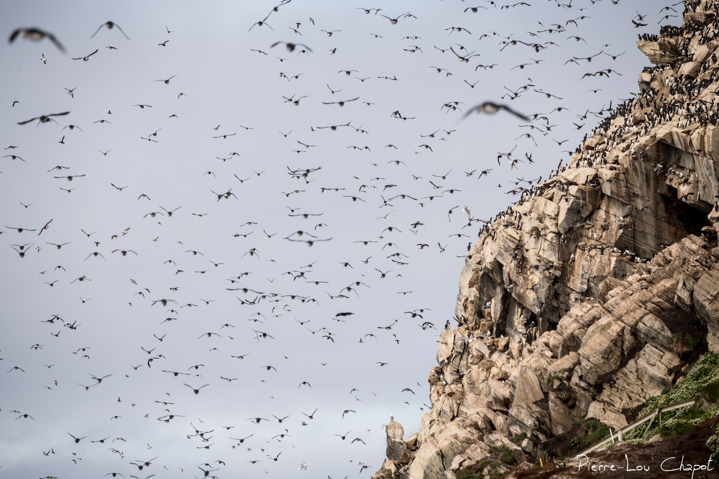 Colonie d'oiseaux marins de l'île d'Hornøya, au large de la péninsule de Varanger, Norvège